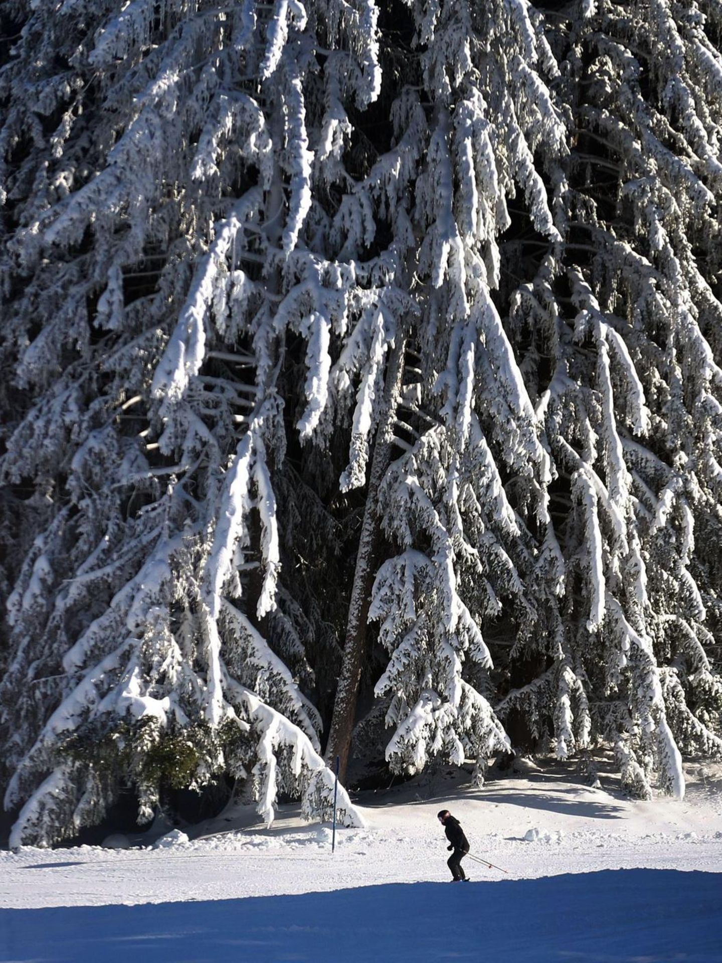 Neuschnee: Zugeschneiter Wald