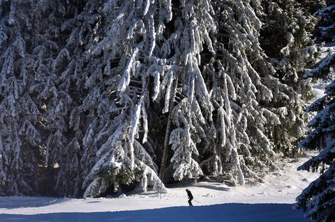 Neuschnee: Zugeschneiter Wald