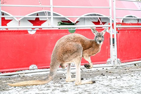 Das ausgebüxte Känguru wurde laut Polizei vom Besitzer wieder eingefangen. Foto: Jason Tschepljakow/dpa