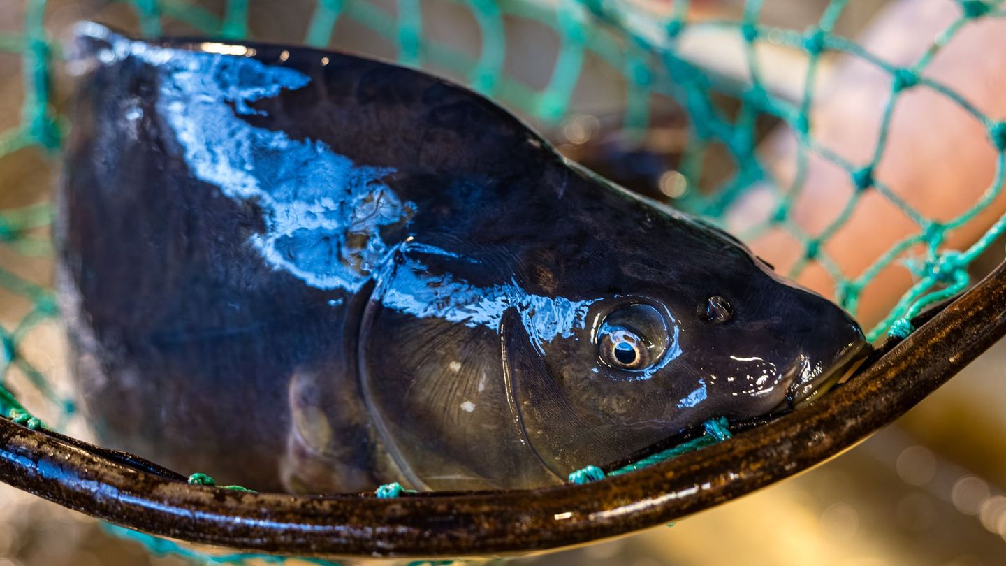 Der Karpfen ist in Brandenburg ein beliebter Speisefisch. (Archivbild) Foto: Frank Hammerschmidt/dpa