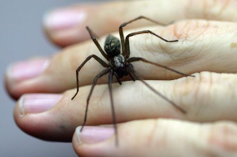 Eine Spinne hat vermutlich die Alarmanlage einer Firma in Bissendorf ausgelöst - die Polizei rückt an. (Symboild) Foto: Uwe Ansp