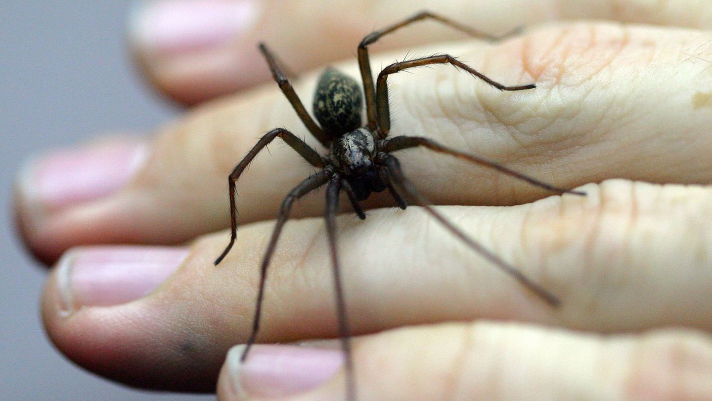 Eine Spinne hat vermutlich die Alarmanlage einer Firma in Bissendorf ausgelöst - die Polizei rückt an. (Symboild) Foto: Uwe Ansp