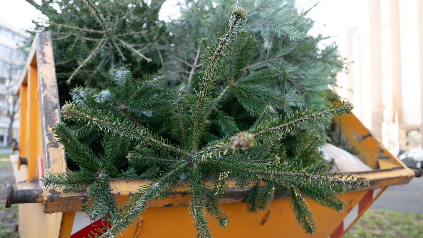 Wohin mit dem Weihnachtsbaum nach dem Fest? (Archivbild) Foto: Sebastian Kahnert/dpa