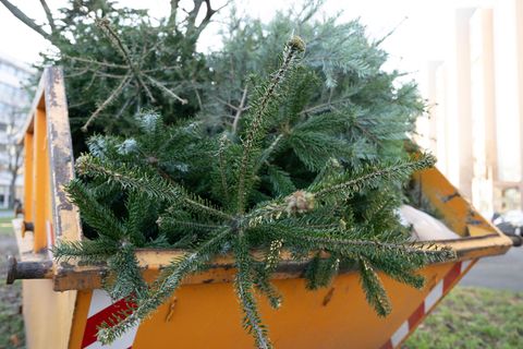 Wohin mit dem Weihnachtsbaum nach dem Fest? (Archivbild) Foto: Sebastian Kahnert/dpa