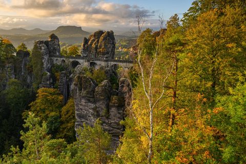 Forstleute pflanzten auf 78 Hektar Bäume und Sträucher an. (Symbolbild) Foto: Robert Michael/dpa