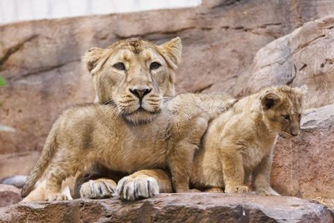 Löwin Aarany bekommt nicht zum ersten Mal Nachwuchs im Nürnberger Tiergarten. (Archivbild) Foto: Daniel Karmann/dpa