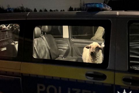 Die Polizei sperrt das entlaufene Schaf in den Streifenwagen. Foto: Polizeipräsidium Konstanz/dpa