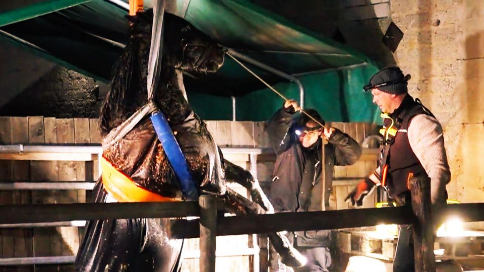 Ein Pferd wird aus einer tiefen Grube gehoben.