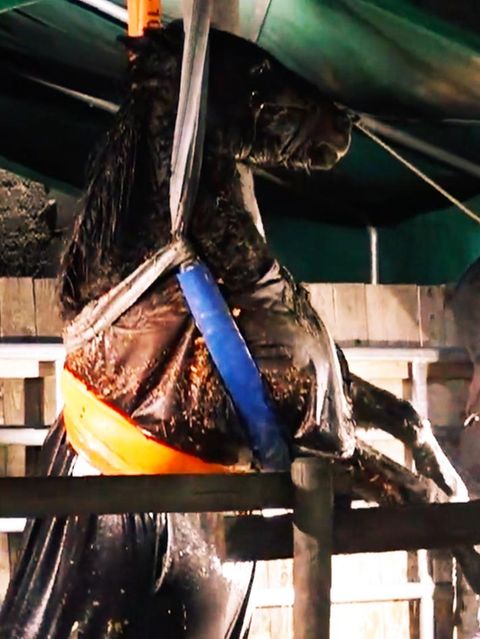 Ein Pferd wird aus einer tiefen Grube gehoben.