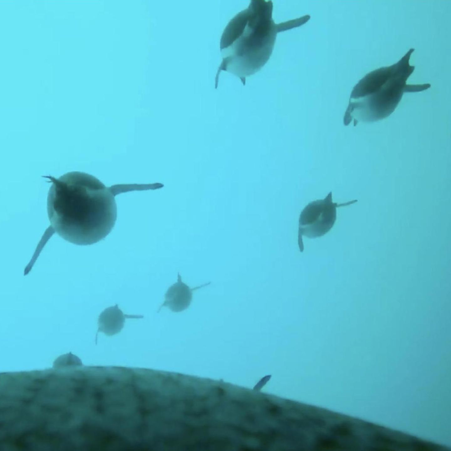 Eine Kamera auf dem Rücken eines Pinguins zeigt wie er im Schwarm zwischen Artgenossen schwimmt.