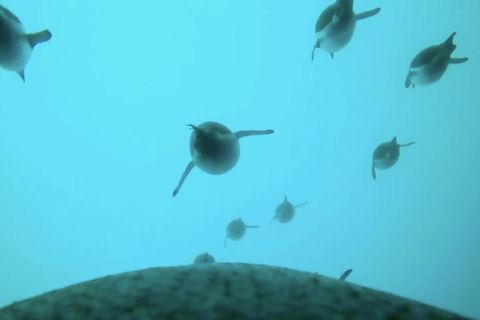 Eine Kamera auf dem Rücken eines Pinguins zeigt wie er im Schwarm zwischen Artgenossen schwimmt.
