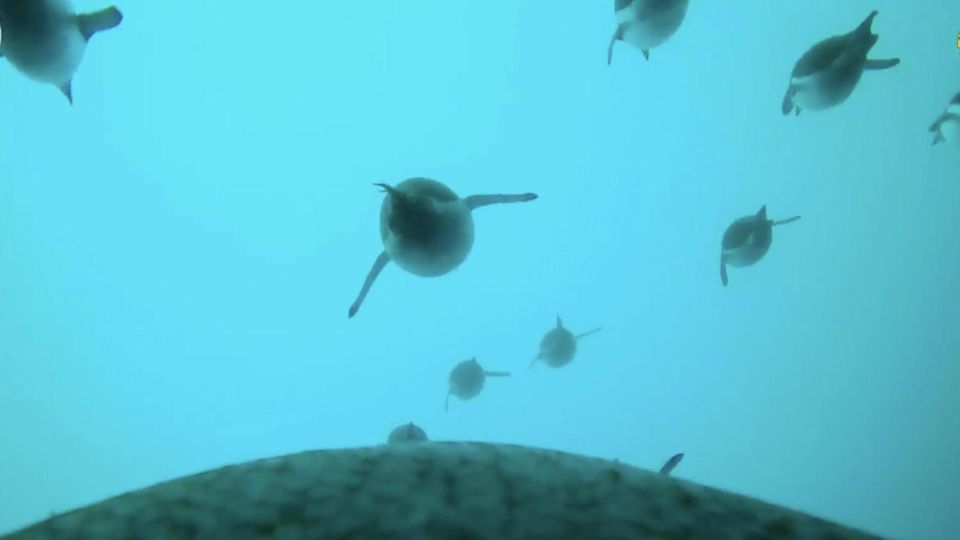 Eine Kamera auf dem Rücken eines Pinguins zeigt wie er im Schwarm zwischen Artgenossen schwimmt.