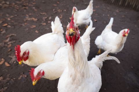 Ausgesetzte Masthühner sind in einem Wald erfroren. (Symbolbild) Foto: Christian Charisius/dpa