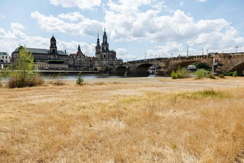 Wetter-Bilanz: Verdorrtes Gras am Elbufer in Dresden im Sommer