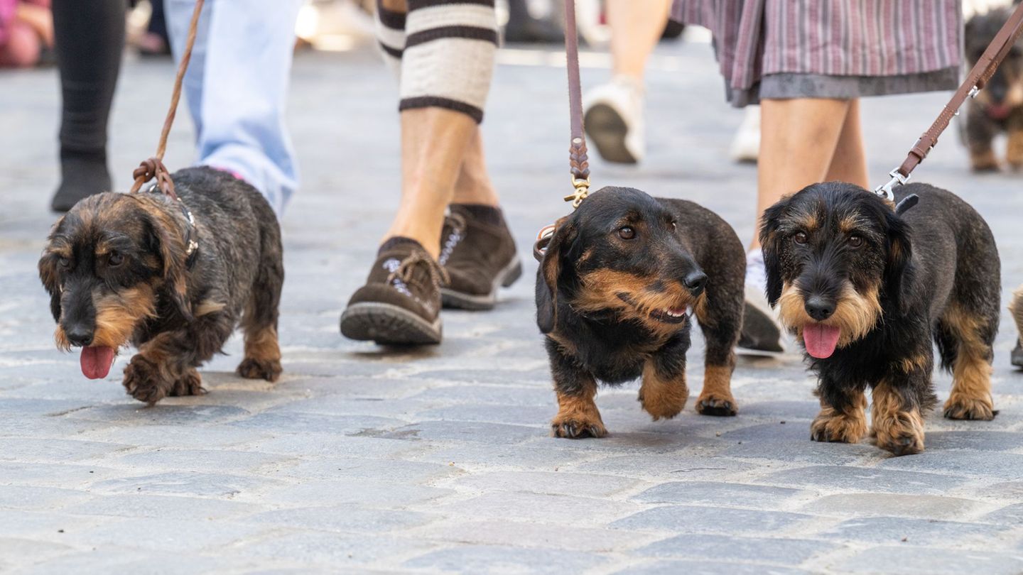 2026 soll es in Regensburg wieder eine Dackelparade geben. (Archivbild) Foto: Armin Weigel/dpa