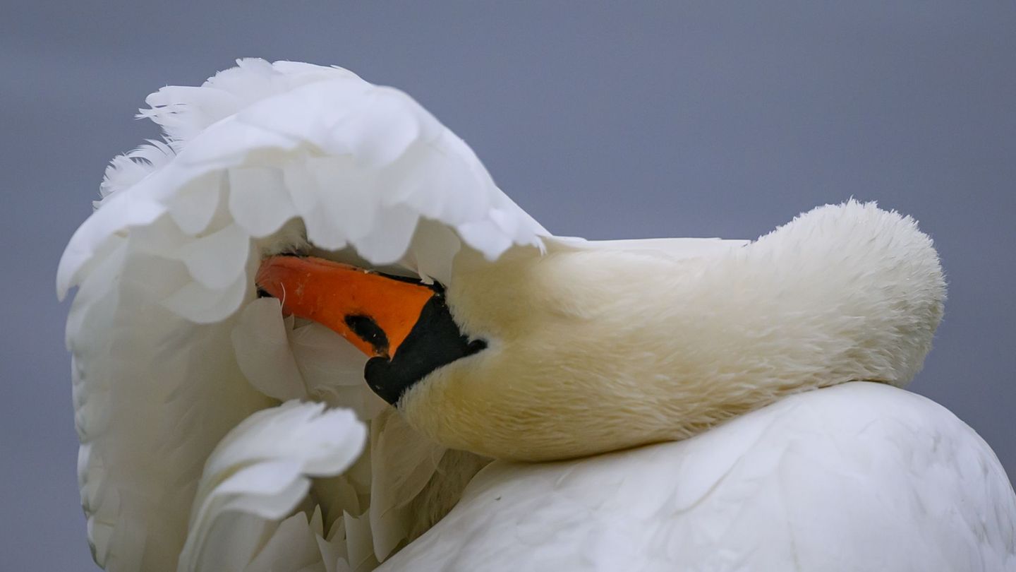 Tiere: Schwan verschwindet von Dorfweiher – Polizei sucht Hinweise