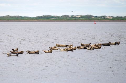 Seehunde gehören zu den wohl bekanntesten Bewohnern des Wattenmeers. (Archivbild) Foto: Sina Schuldt/dpa