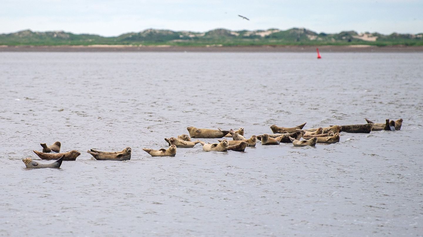 Unesco-Weltnaturerbe: Nationalpark Wattenmeer feiert 40. Geburtstag
