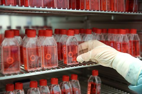 In einer Gewebebank zeigt eine Mitarbeiterin den Brutschrank mit präparierter menschlicher Hornhaut. Foto: Bernd Wüstneck/dpa-Ze