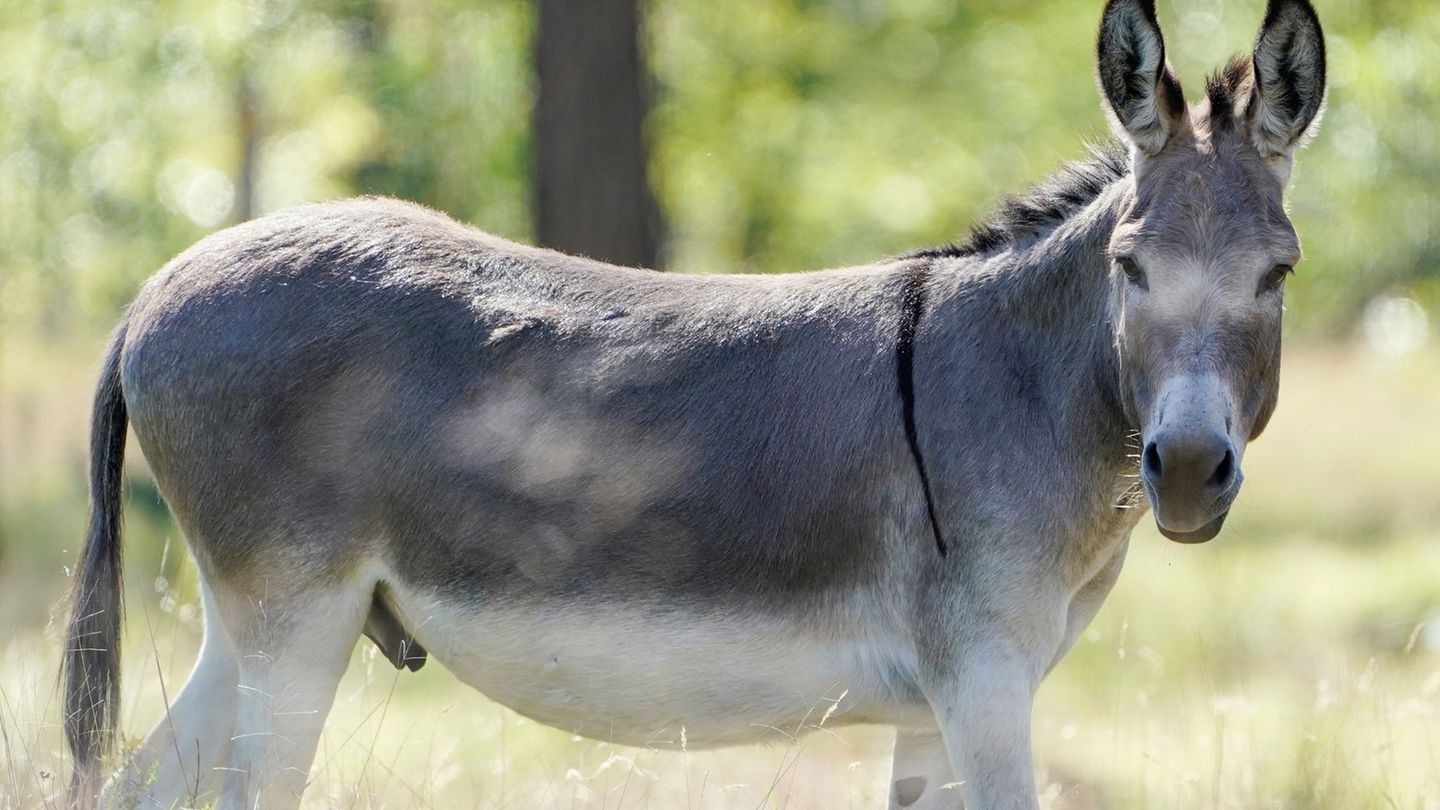 Nach einem Unfall in der Neujahrsnacht sind in der Nähe von Ratingen zwei Esel gestorben. (Symbolbild) Foto: Uwe Anspach/dpa