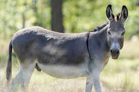 Nach einem Unfall in der Neujahrsnacht sind in der Nähe von Ratingen zwei Esel gestorben. (Symbolbild) Foto: Uwe Anspach/dpa
