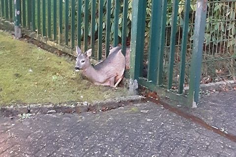 Die Feuerwehr befreite das Rehkitz. Foto: -/Feuerwehr Wilhelmshaven/dpa