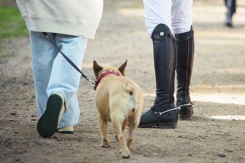 Hundehalter in Hamburg sollen künftig 120 Euro im Jahr zahlen. (Archivbild) Foto: Gregor Fischer/dpa