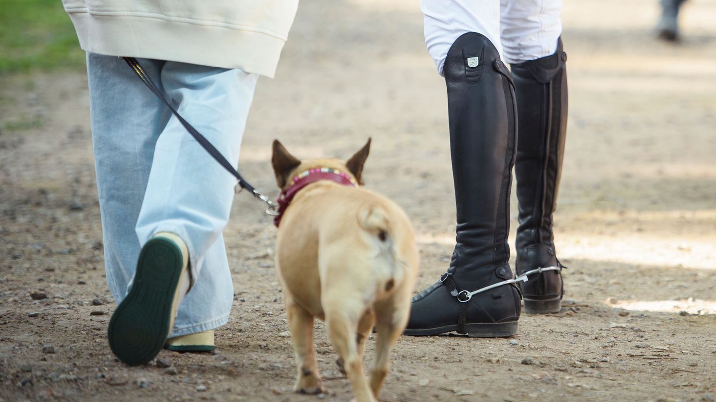 Senat: Hunde- und Zweitwohnungssteuer sollen in Hamburg steigen