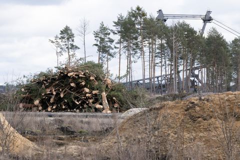 Gerodete Bäume liegen vor einem Vorschnittbagger im Tagebau Nochten. Foto: Sebastian Kahnert/dpa