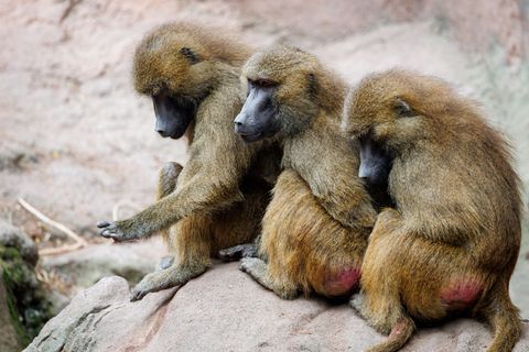 Der Tiergarten hatte aus Platzmangel im Juli zwölf gesunde Paviane getötet. Aus Sicht von Tierschutz- und Tierrechtsorganisation