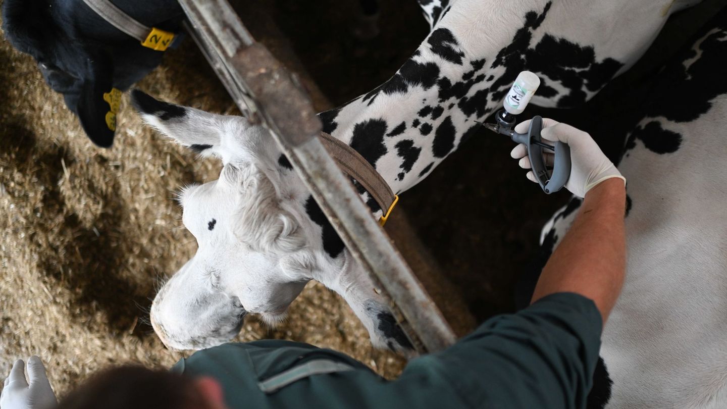 Das NRW-Landwirtschaftsministerium rät auch weiterhin zu Impfungen. (Symbolbild) Foto: Lars Penning/dpa