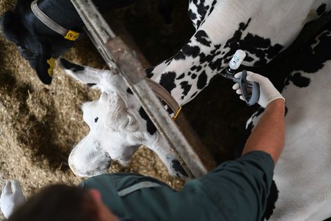 Das NRW-Landwirtschaftsministerium rät auch weiterhin zu Impfungen. (Symbolbild) Foto: Lars Penning/dpa