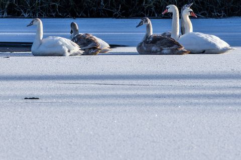 Ein Sturmtief bringt kalte Luft und Schneeschauer nach Mecklenburg-Vorpommern. (Symbolbild) Foto: Jens Büttner/dpa