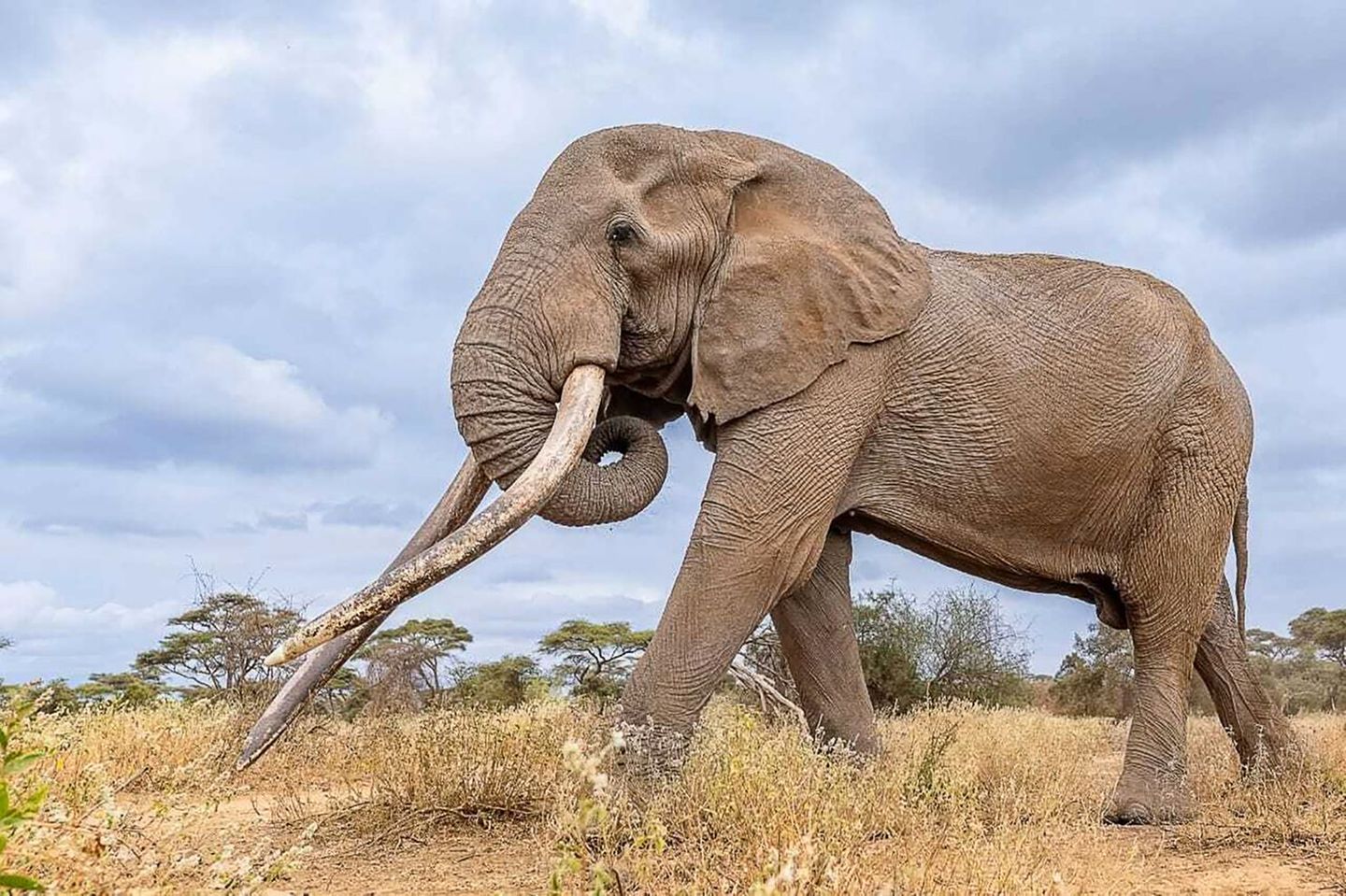 Ambosell-Nationalpark, Kenia. Im Alter von 54 Jahren stirbt mit Craig einer der berühmtesten Elefantenbullen. Seine Stoßzähne zählten zu den längsten und schwersten der Welt, weshalb er den Rang eines "Super Tuskers" innehatte. Gestorben sei er eines natürlichen Todes, wie die kenianische Parkbehörde Kenya Wildlife Service mitteilte