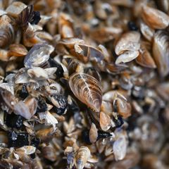 Die Muscheln breiten sich seit Jahren aus. (Archivbild) Foto: Felix Kästle/dpa