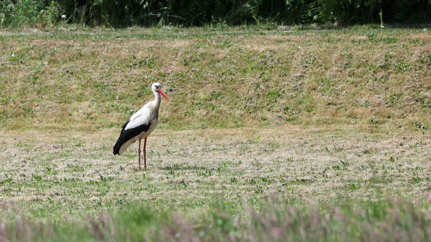 Zwei sogenannte Senderstörche aus Hamburg werden nicht mehr zurückkehren - sie sind in Spanien aufgrund der Vogelgrippe verendet