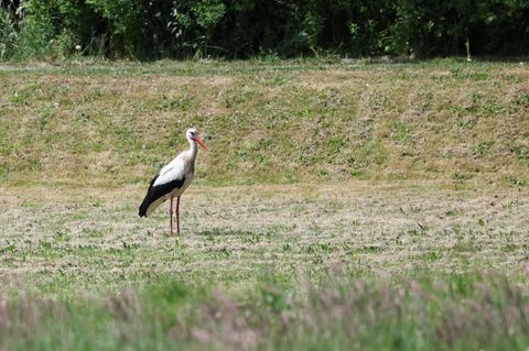 Zwei sogenannte Senderstörche aus Hamburg werden nicht mehr zurückkehren - sie sind in Spanien aufgrund der Vogelgrippe verendet