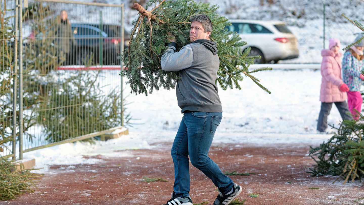 Beim Weihnachtsbaumwerfen in der Pfalz. Foto: Uwe Anspach/dpa