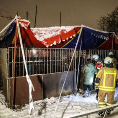 Alle Tiere konnten unverletzt aus dem Zelt gerettet werden. Foto: Alex Talash/dpa