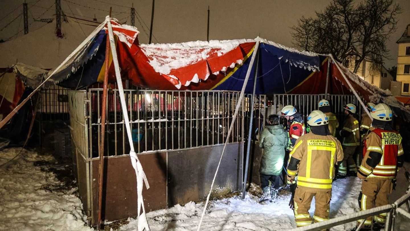 Alle Tiere konnten unverletzt aus dem Zelt gerettet werden. Foto: Alex Talash/dpa