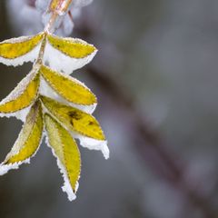 Die Temperaturen bleiben eisig unter 0 Grad. (Archivbild) Foto: Thomas Warnack/dpa