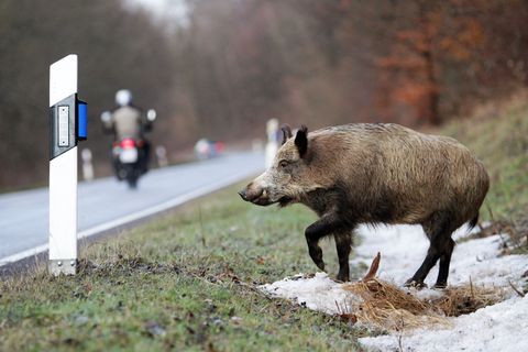 Immer wieder werden Wildschweine wie nun in Brackenheim von Autos überfahren. (Archivbild) Foto: picture alliance / dpa
