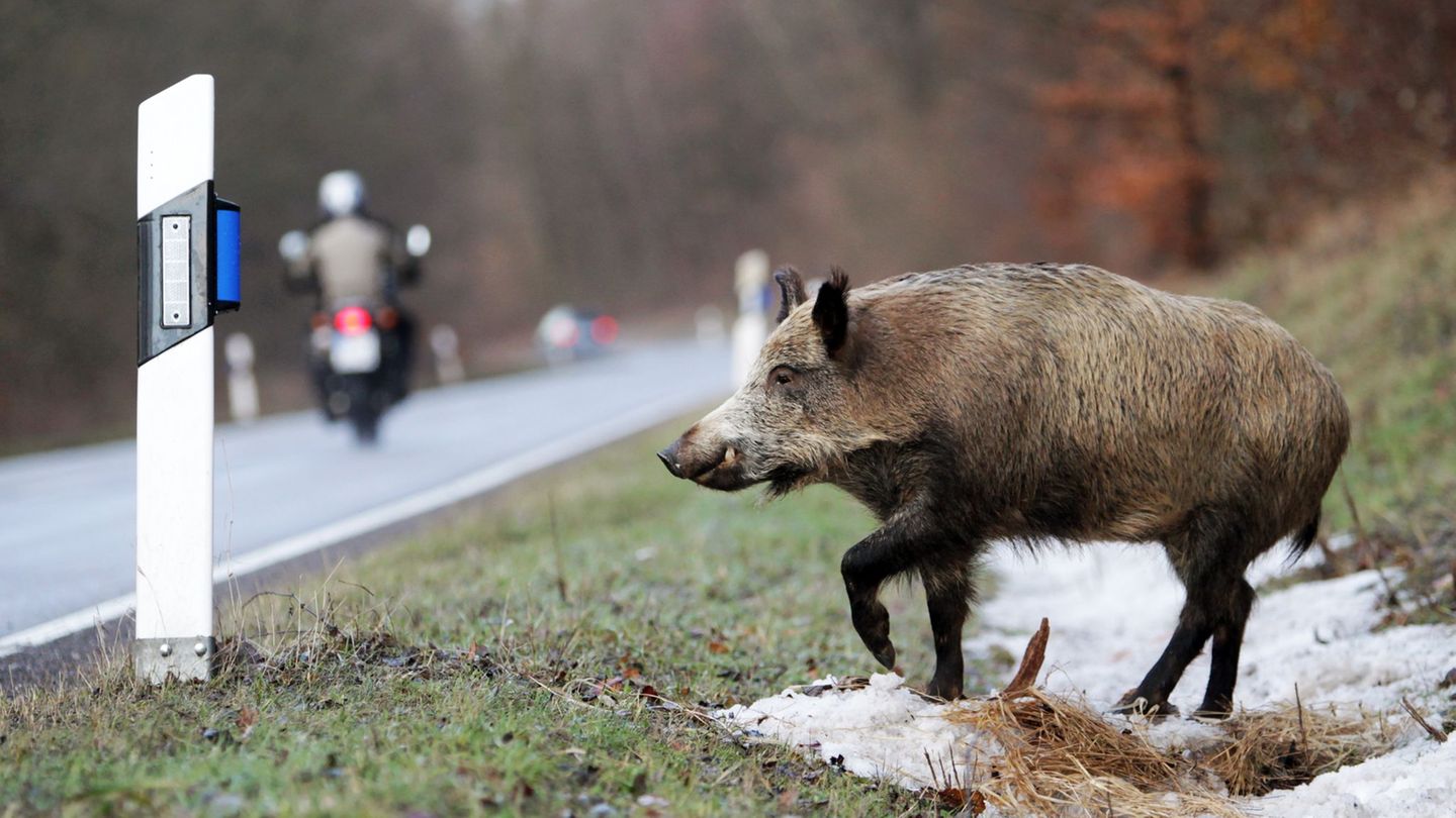 Immer wieder werden Wildschweine wie nun in Brackenheim von Autos überfahren. (Archivbild) Foto: picture alliance / dpa