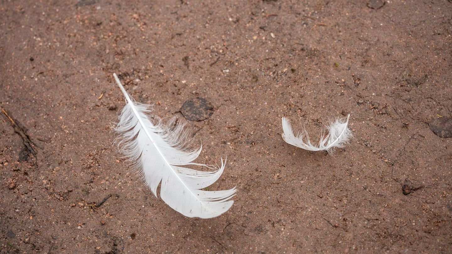 Erneut Fälle von Vogelgrippe in Thüringen (Illustration). Foto: Silas Stein/dpa