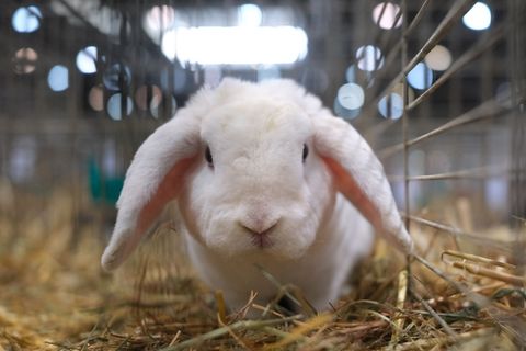 Bei der Wohnungsdurchsuchung wurde ein weiteres Kaninchen entdeckt, das mutmaßlich gestohlen wurde. Foto: Sebastian Willnow/dpa