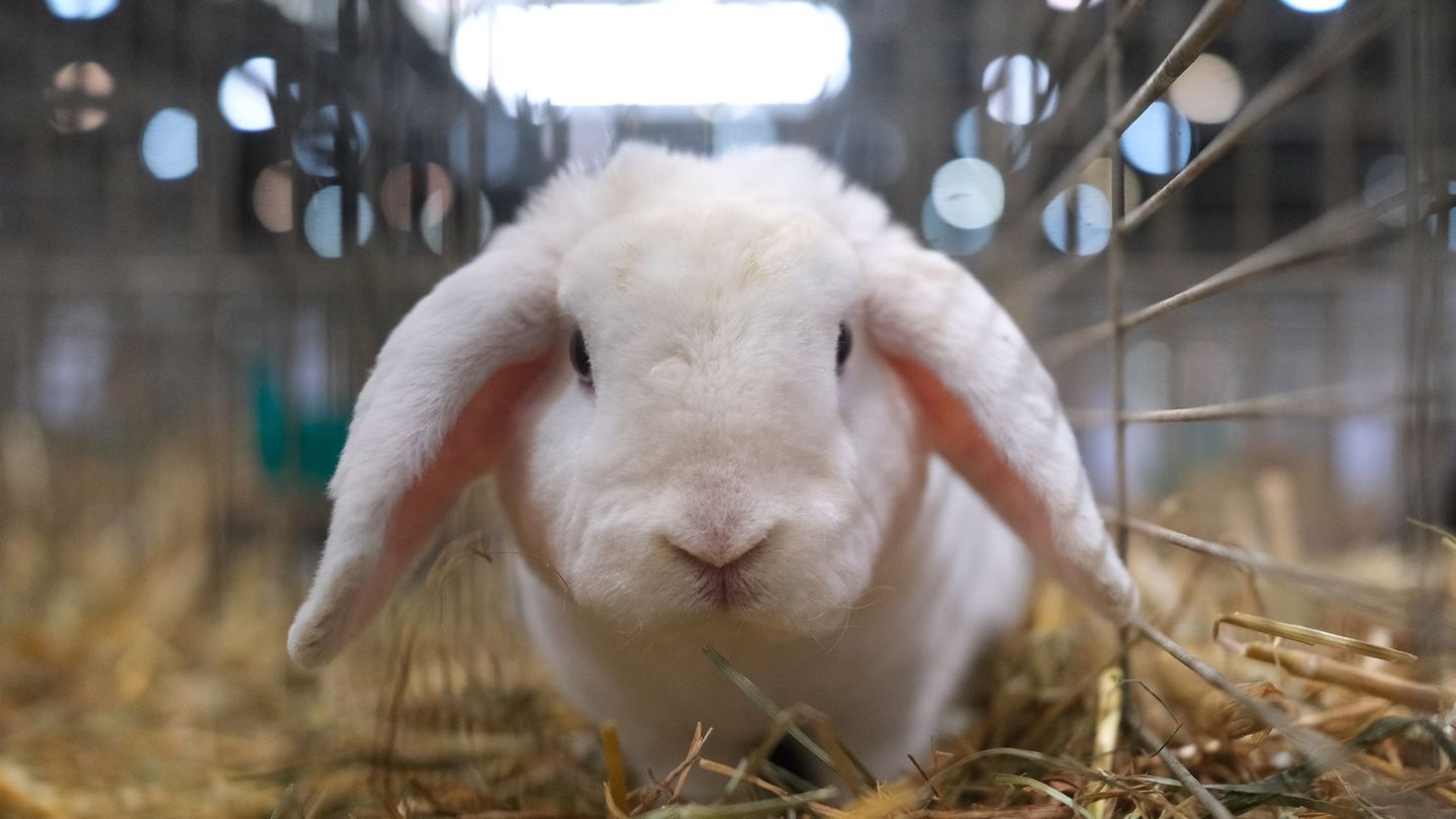 Bei der Wohnungsdurchsuchung wurde ein weiteres Kaninchen entdeckt, das mutmaßlich gestohlen wurde. Foto: Sebastian Willnow/dpa