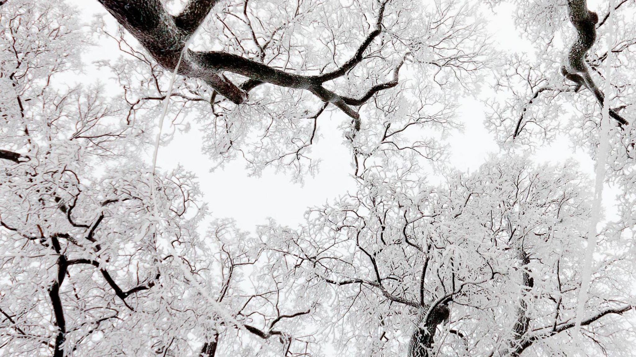 Verschneite Baumkronen