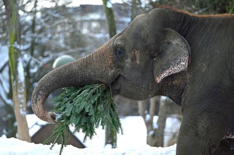 Wie in jedem Jahr werden im Januar die Bäume, die nicht das heimische Wohnzimmer geschmückt haben, im Berliner Zoo an die Tiere