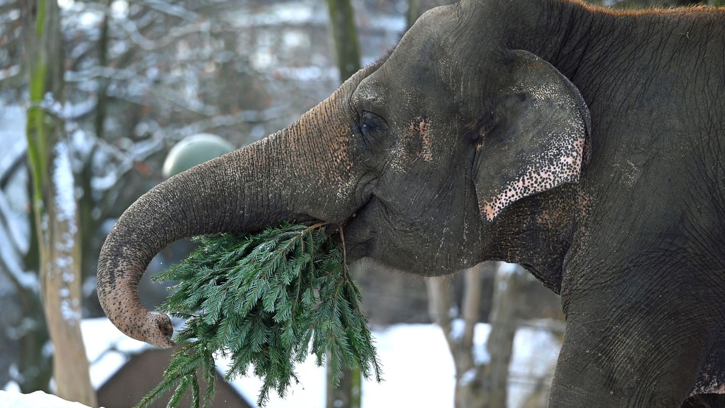 Wie in jedem Jahr werden im Januar die Bäume, die nicht das heimische Wohnzimmer geschmückt haben, im Berliner Zoo an die Tiere