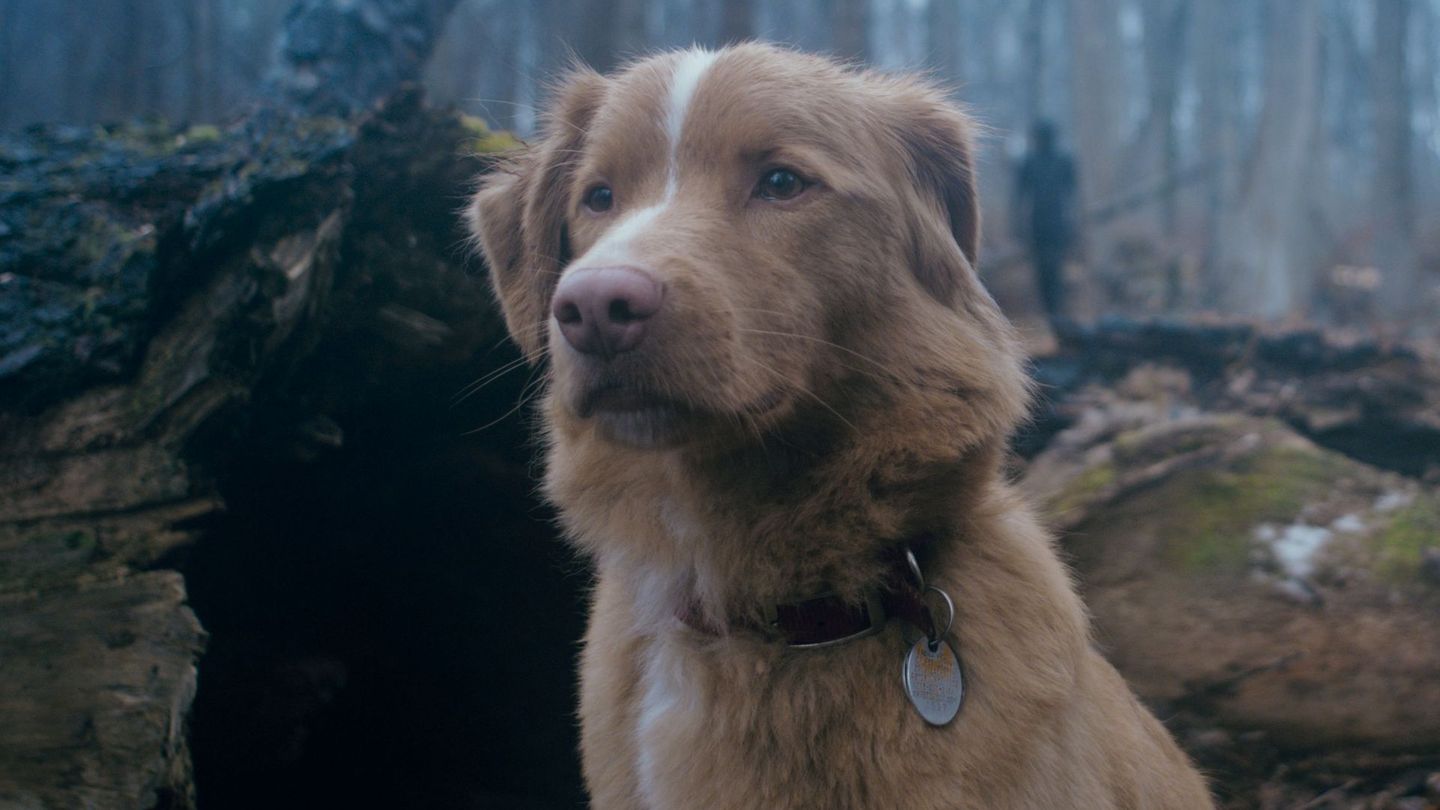 Aktuelle-DVD-und-Blu-ray-Tipps-Horror-aus-Sicht-eines-Hundes-Das-sind-die-Heimkino-Highlights-der-Woche